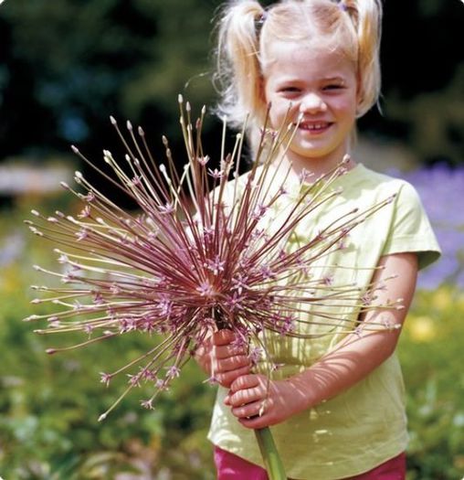 Allium shubertii bulb - a-alte seminte rare