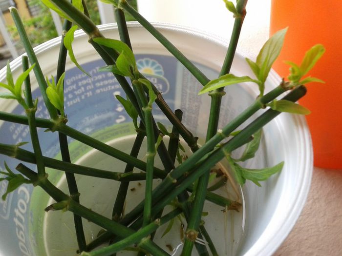 Clinacanthus nutans pt cancer - 2-de vanzare 2019-2020-SEMINTE IERBURI FOLOSITOARE SI PLANTE MEDICINALE RARE