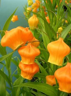 sandersonia - a-alte seminte rare