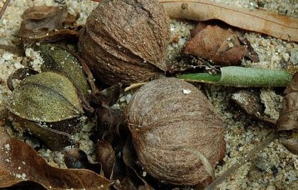 Carya_aquatica - a-alte seminte rare