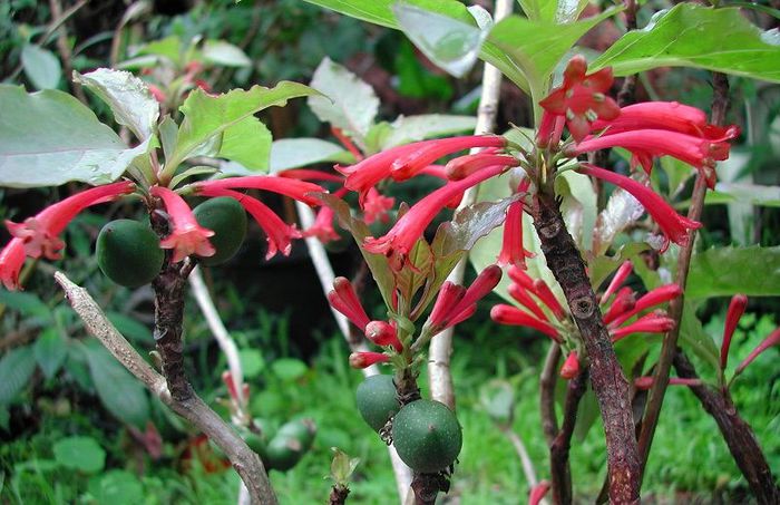 Dermatobotrys saundersii - a-alte seminte rare