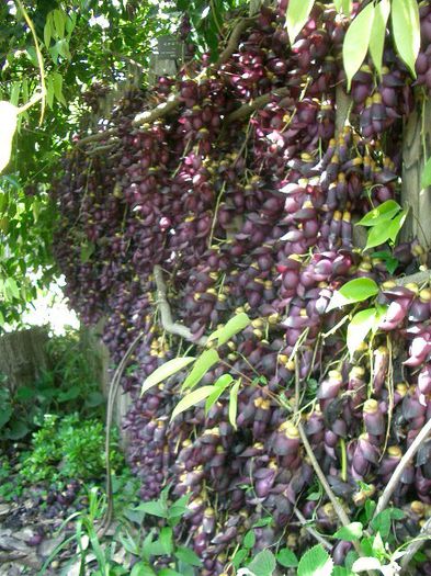 Mucuna sempervirens - a-alte seminte rare