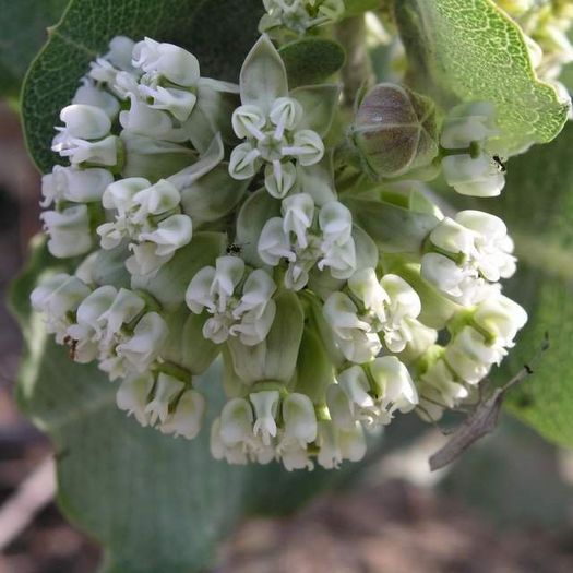 Asclepias arenaria - a-alte seminte rare