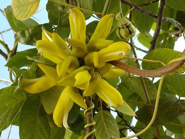 Mucuna sloanei - a-alte seminte rare