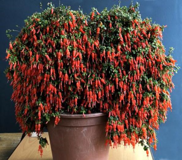 Sarmienta repens - a-alte seminte rare