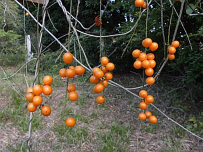 ORANGE FOREST BERRY - a-alte seminte rare