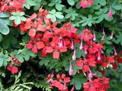 TROPAEOLUM SPECIOSUM - a-alte seminte rare