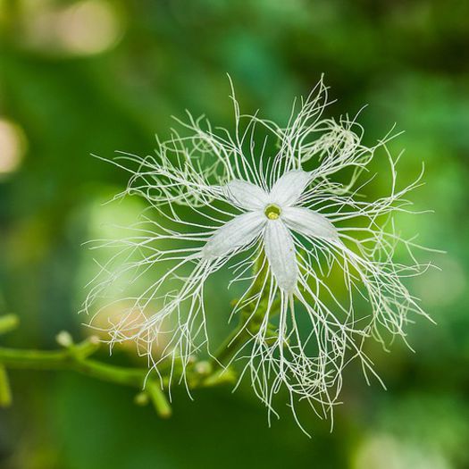 trichosanthes wallichiana - a-alte seminte rare