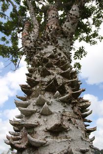 Zanthoxylum tachuelo - a-alte seminte rare