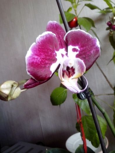 22.12.2913; A inflorit in ajunul Craciunului.
