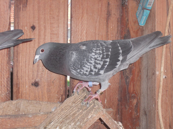 DSCF2686 - porumbei din 2012