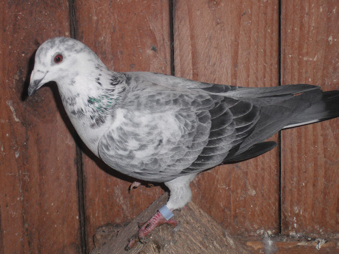 DSCF2678 - porumbei din 2012
