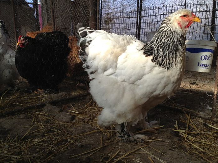 IMG_1389 - Brahma HD 2014