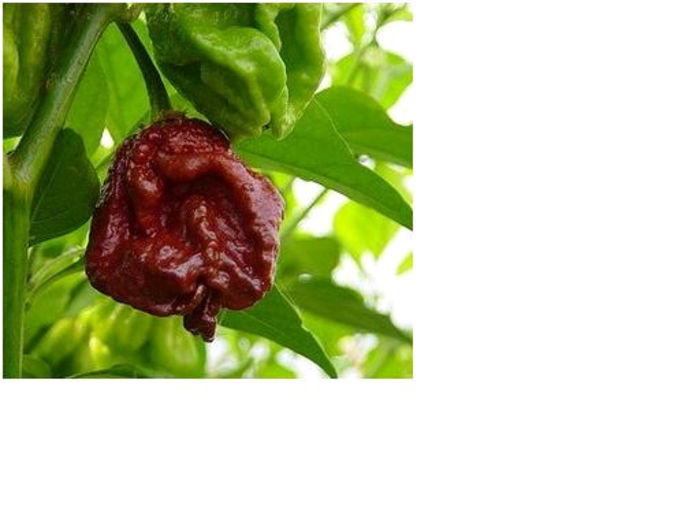 7Pod7Pot Douglah - 4 Trinidad 7 Pot 7 Pod