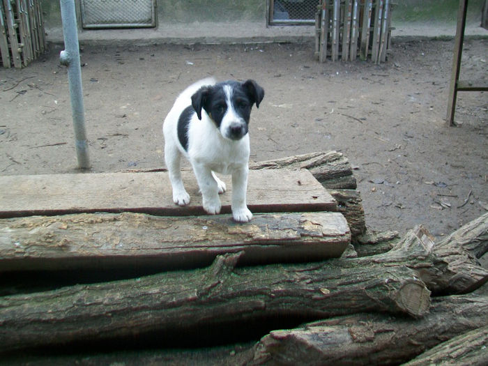 Pui foxterrier - Familie de FOX TERRIER NETED