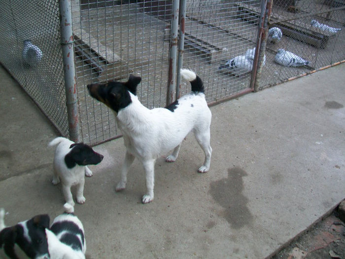 Pui foxterrier - Familie de FOX TERRIER NETED