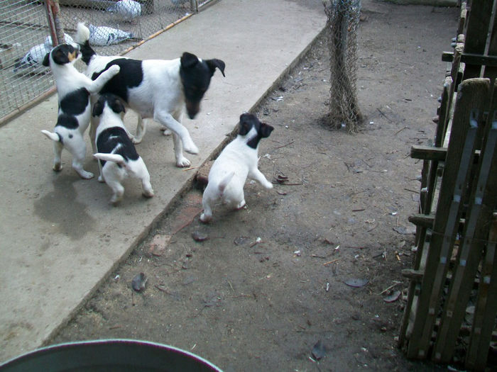 Pui foxterrier - Familie de FOX TERRIER NETED