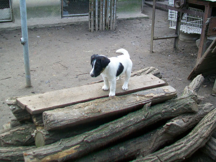 Pui foxterrier - Familie de FOX TERRIER NETED