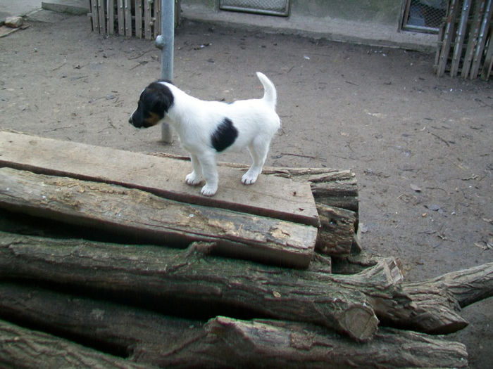 Pui foxterrier - Familie de FOX TERRIER NETED