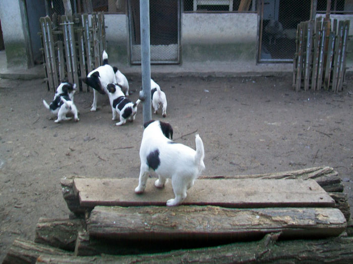 Pui foxterrier - Familie de FOX TERRIER NETED