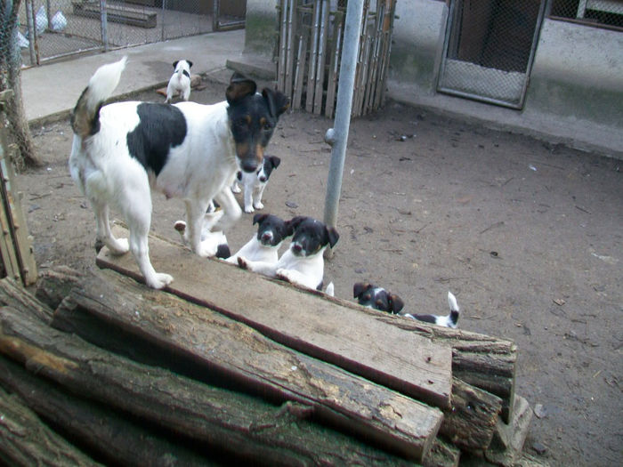 Pui foxterrier si mama lor! - Familie de FOX TERRIER NETED