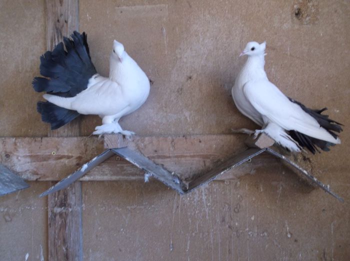 DSCF0514 - Pava Indian albi si albi cu coada neagra