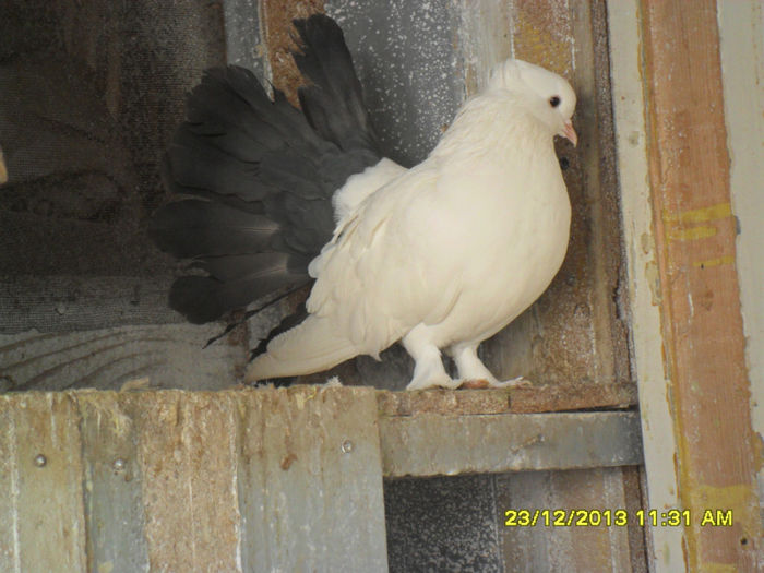 SAM_1682 - poze noi 23 12 2013