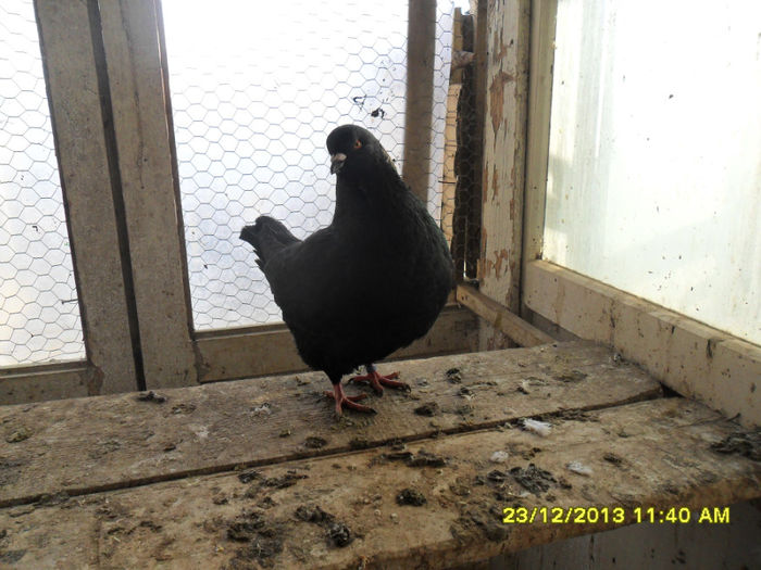 SAM_1712 - poze noi 23 12 2013