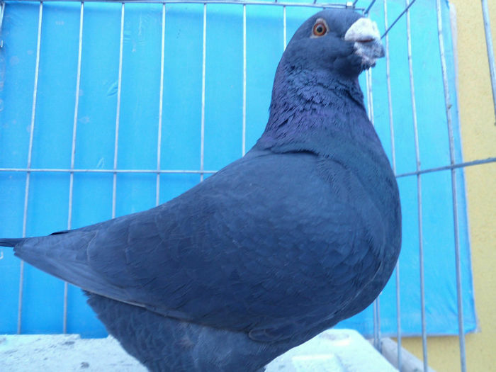 M-2012