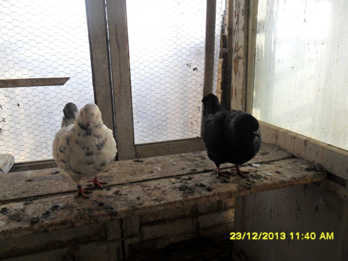 SAM_1714 - poze noi 23 12 2013