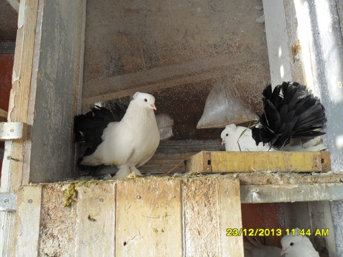 SAM_1723 - poze noi 23 12 2013