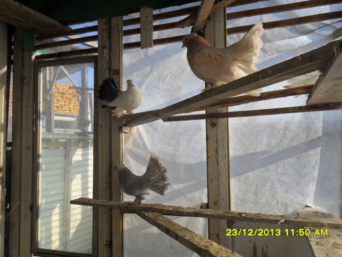 SAM_1741 - poze noi 23 12 2013