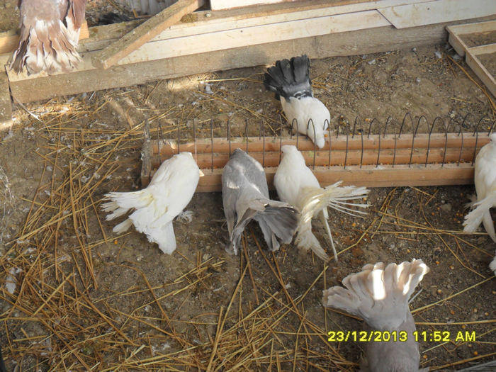 SAM_1752 - poze noi 23 12 2013