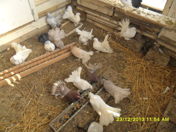 SAM_1758 - poze noi 23 12 2013
