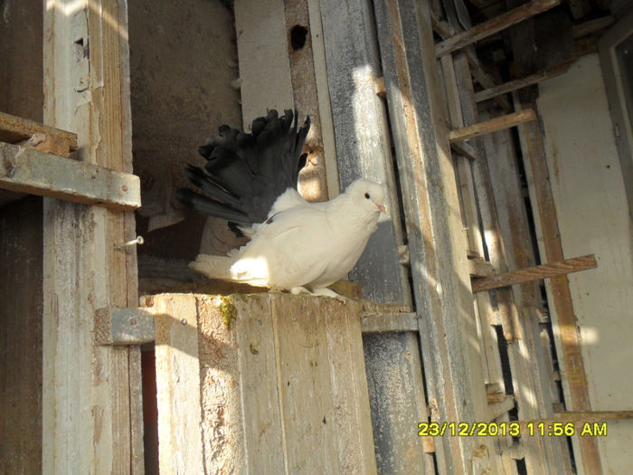 SAM_1764 - poze noi 23 12 2013