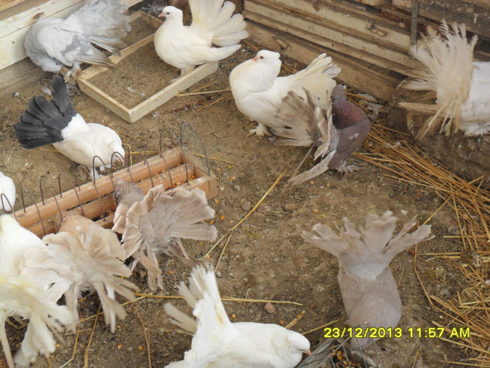SAM_1768 - poze noi 23 12 2013