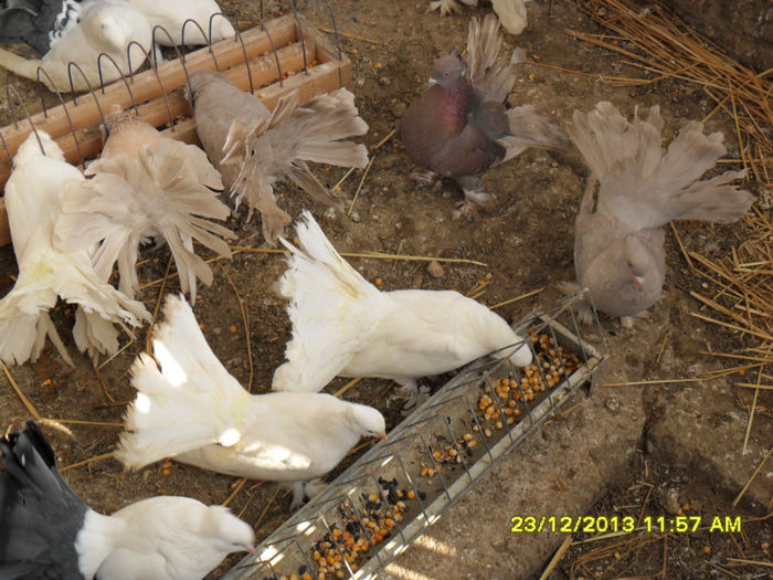 SAM_1769 - poze noi 23 12 2013