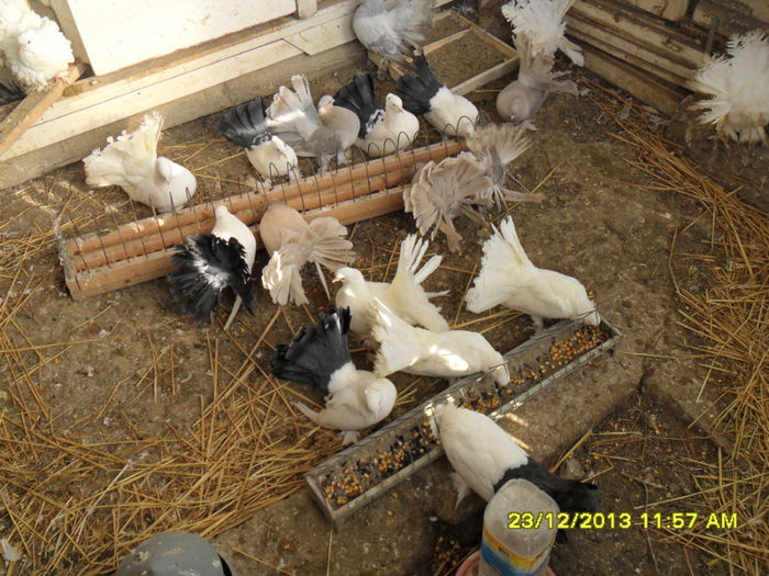 SAM_1770 - poze noi 23 12 2013