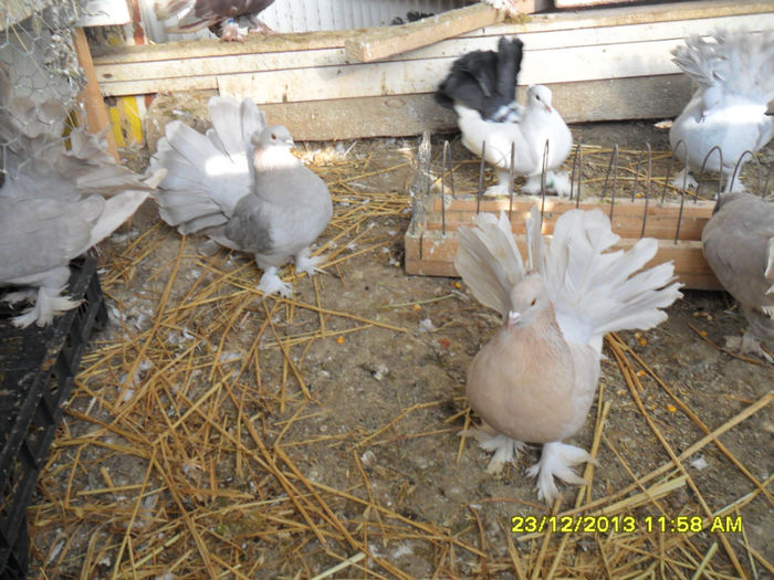 SAM_1776 - poze noi 23 12 2013
