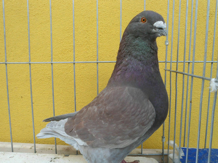 M-2013