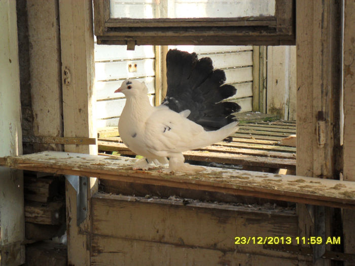 SAM_1782 - poze noi 23 12 2013