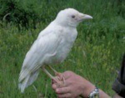 Cioara albino - Pasari Albinoase