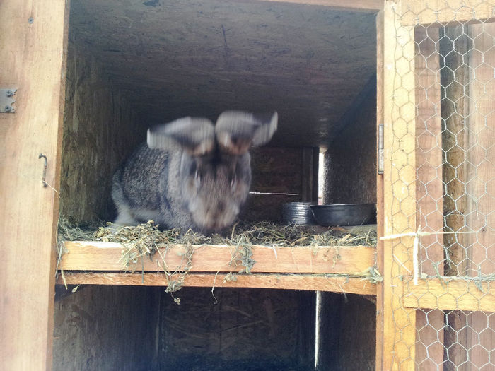 Masculi si femele UG alb si gri agouti