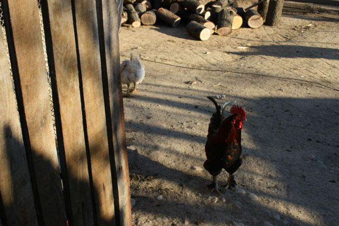 IMG_9480 - 9 DE PRIN GOSPODARIE