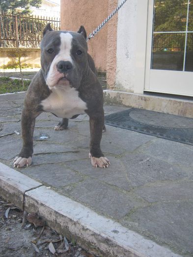 6 luni - AMERICAN BULLY KIRA