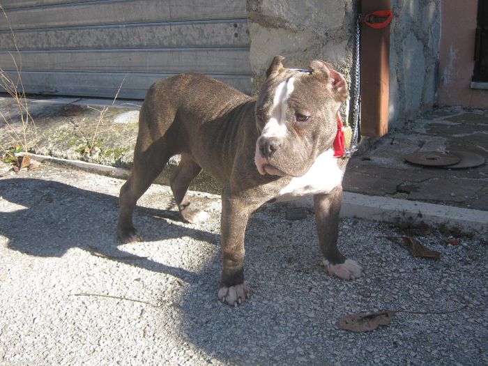 IMG_1667 - AMERICAN BULLY KIRA