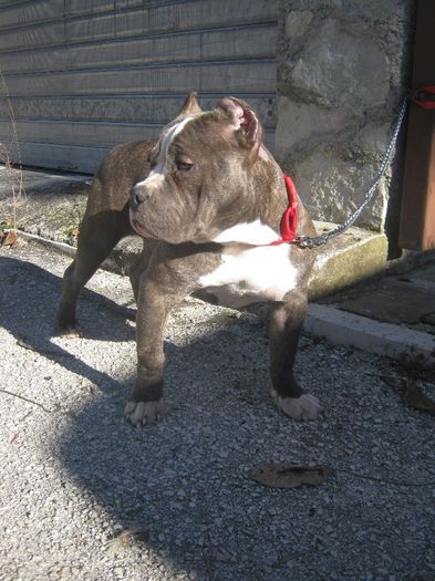 IMG_1668 - AMERICAN BULLY KIRA