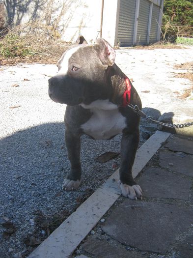 IMG_1671 - AMERICAN BULLY KIRA