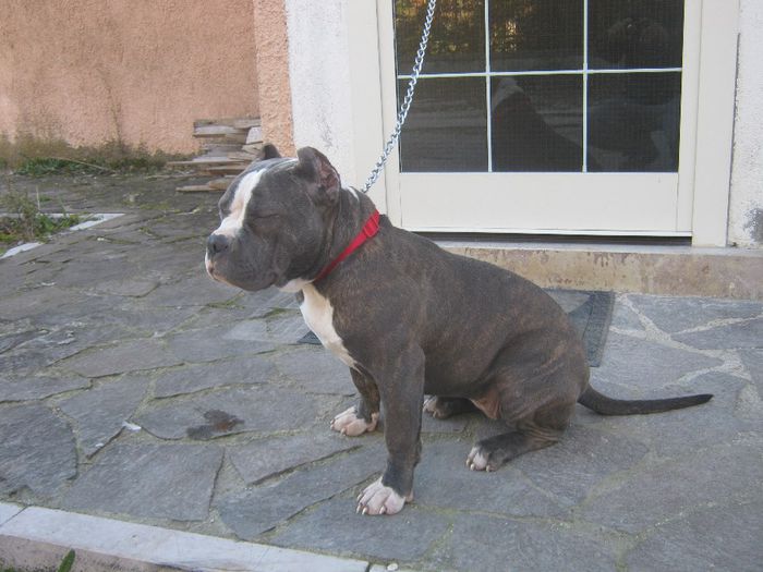 IMG_1633 - AMERICAN BULLY KIRA