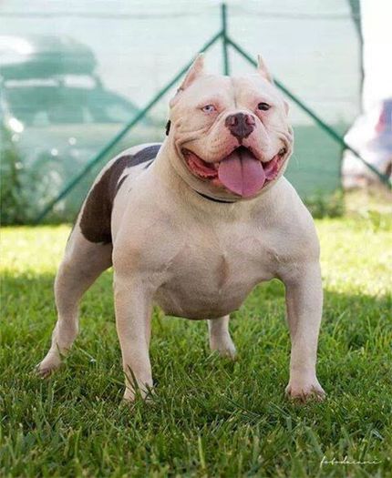 1499578_182045838662121_2010613288_n[1] - AMERICAN BULLY KIRA